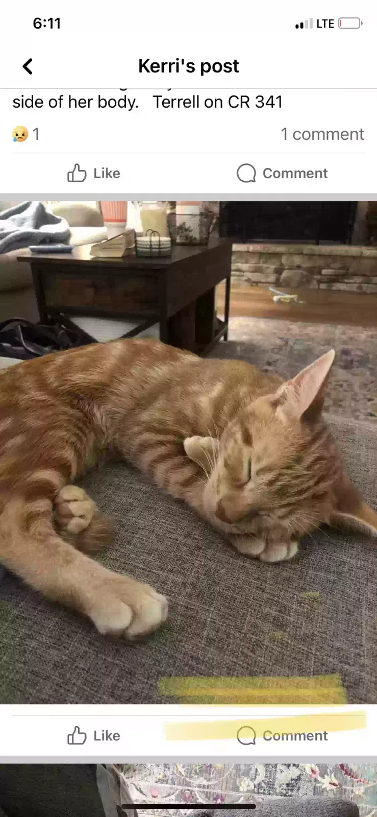 Lost cat in Terrell, TX, 75161