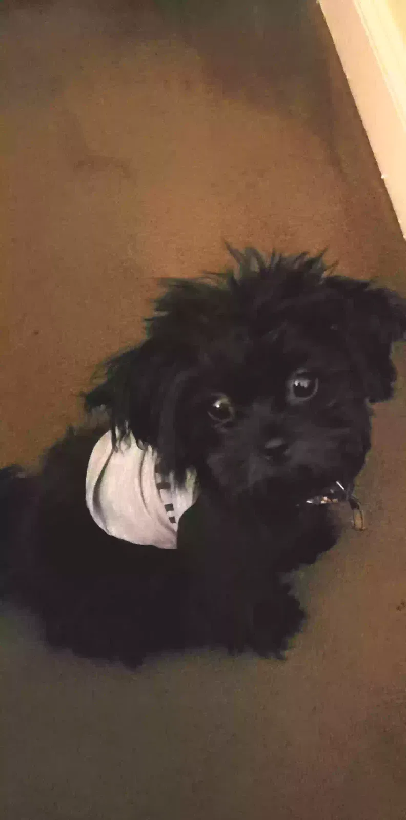 Lost dog in Edgewood, MD, 21040