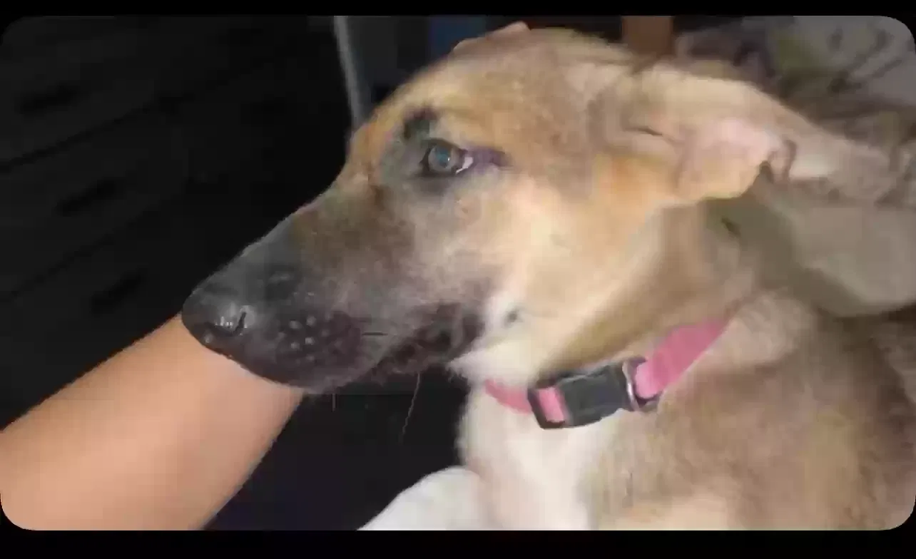 Lost dog in Bethany, OK, 73008