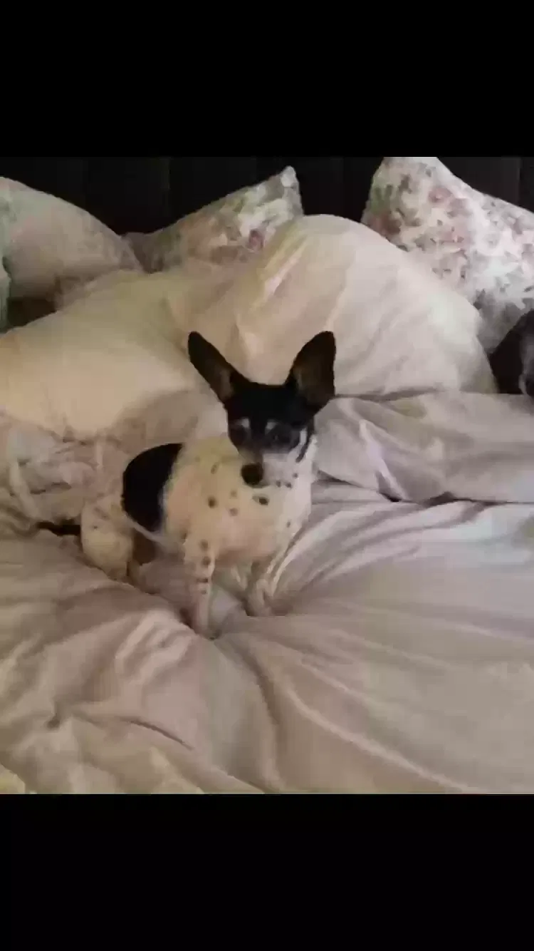 Lost dog in Duvall, WA, 98019