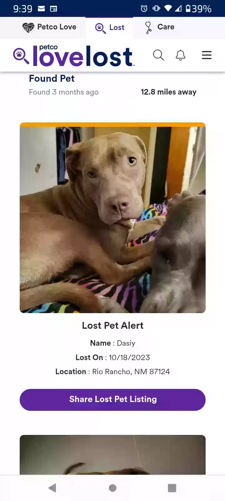 Lost dog in Rio Rancho, NM, 87124