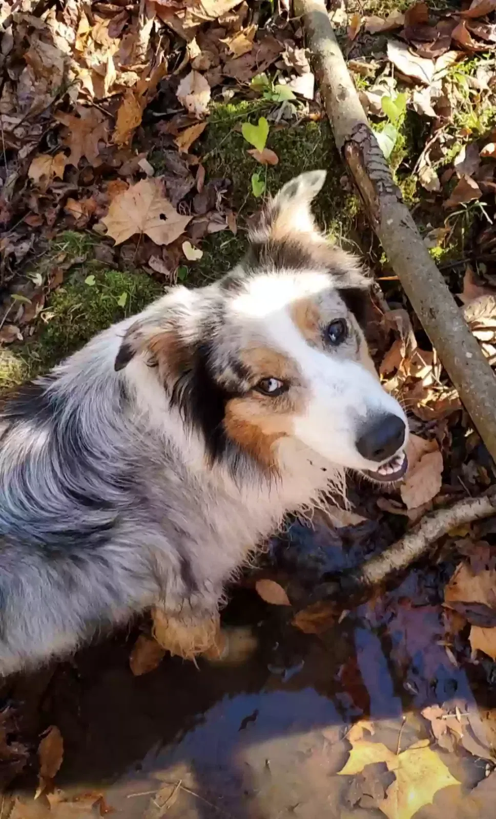 Lost dog in Yanceyville, NC, 27379