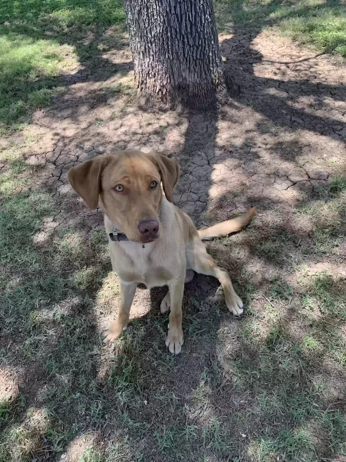 Lost dog in Glendale, AZ, 85302
