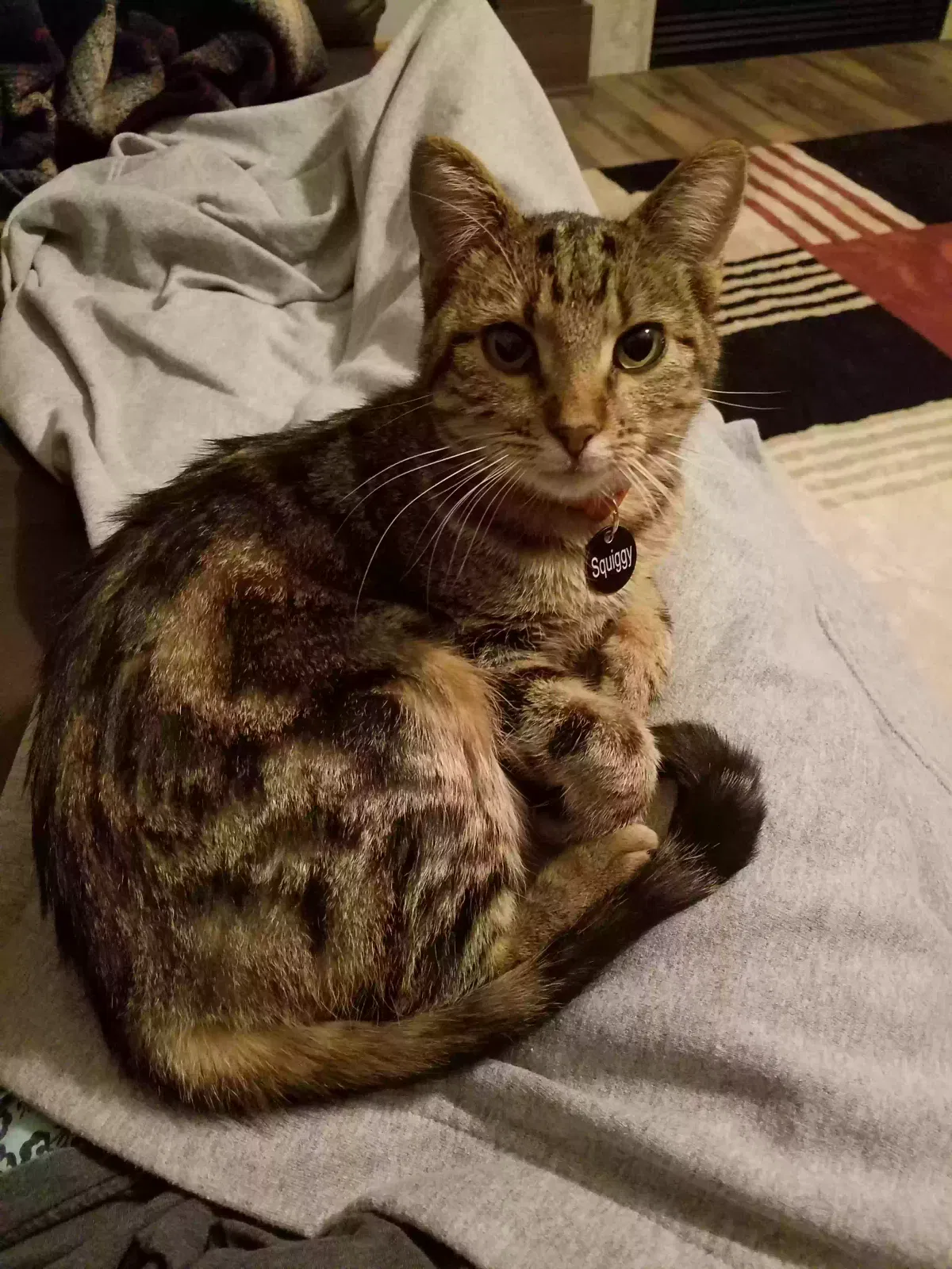 Lost cat in Norwalk, IA, 50211