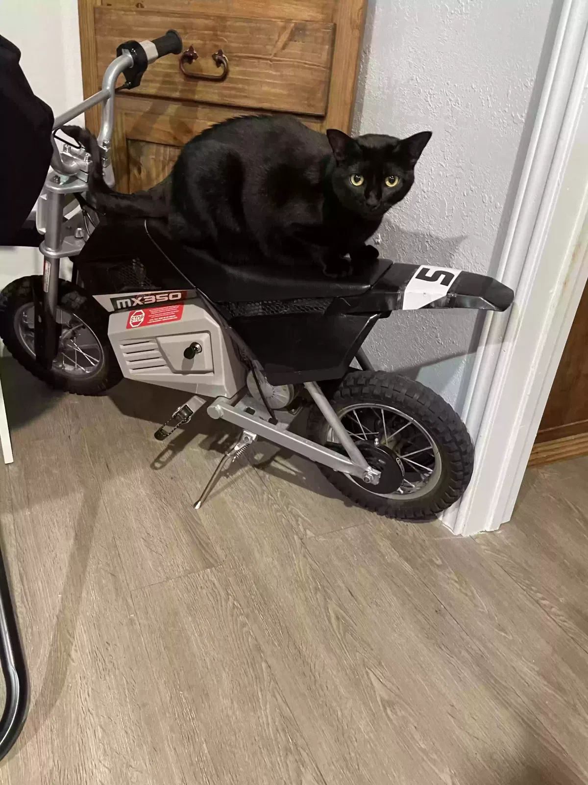 Lost cat in Alvarado, TX, 76009