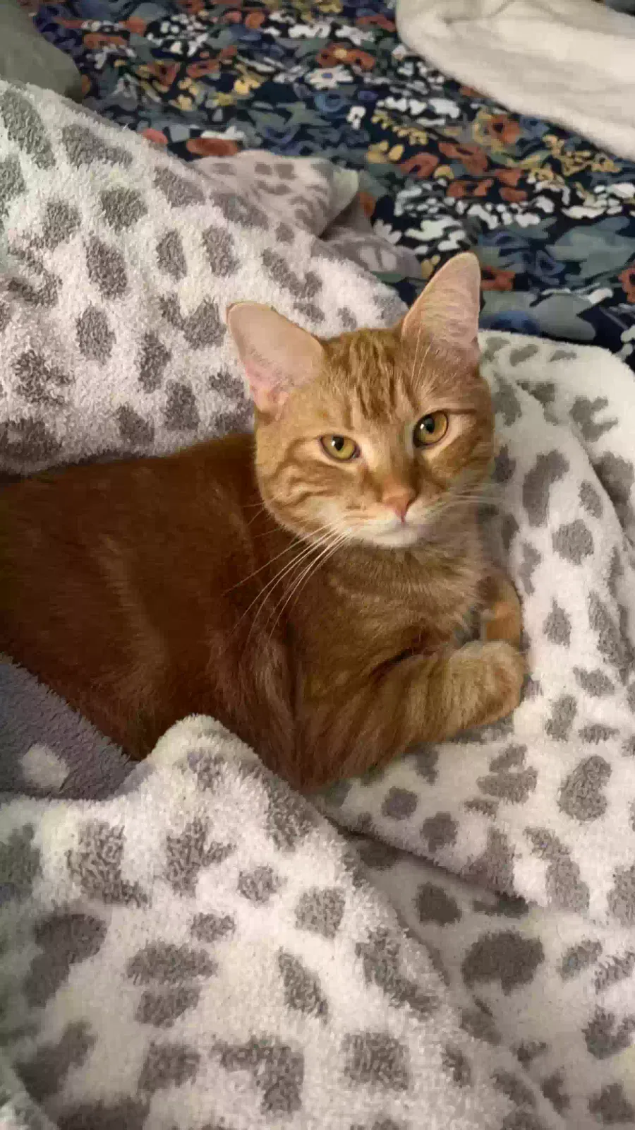 Lost cat in Atlanta, GA, 30318