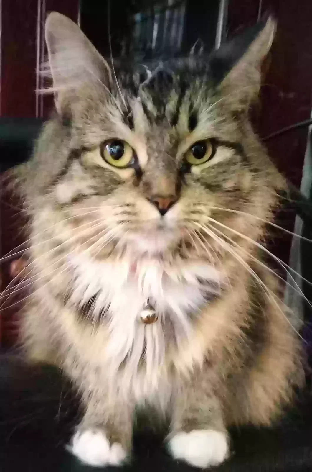 Lost cat in Toledo, OH, 43609