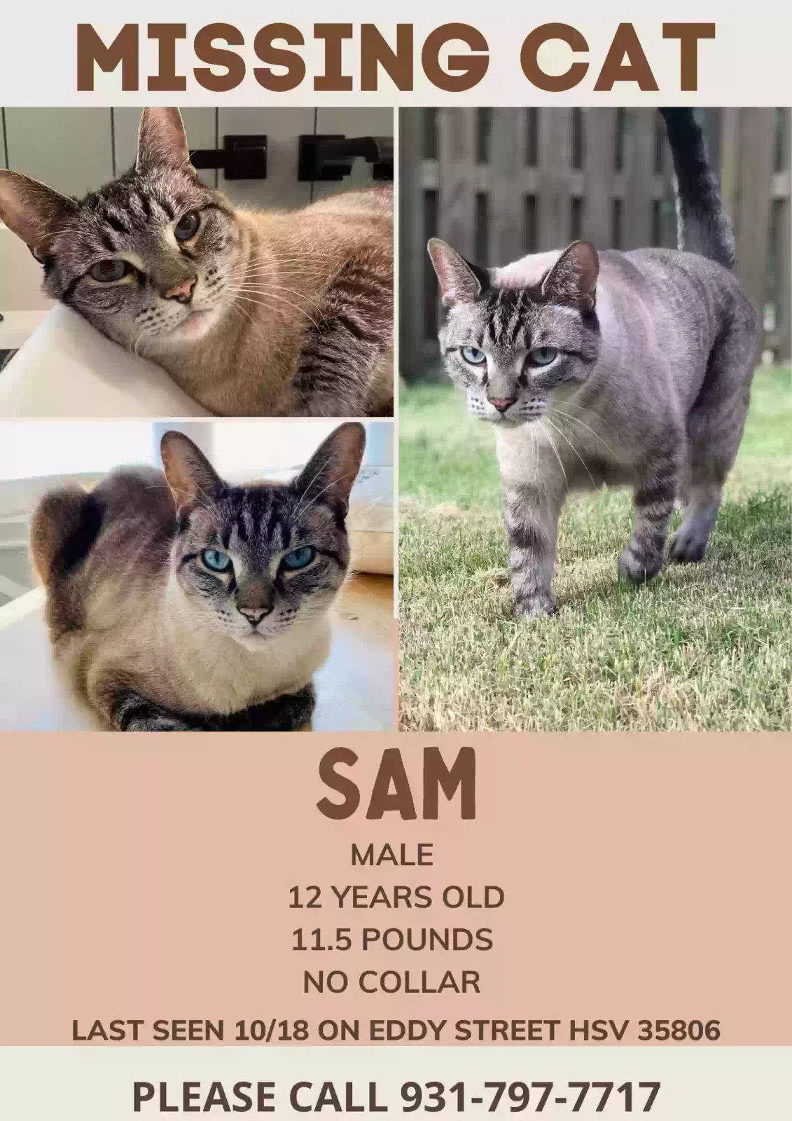 Lost cat in Huntsville, AL, 35806