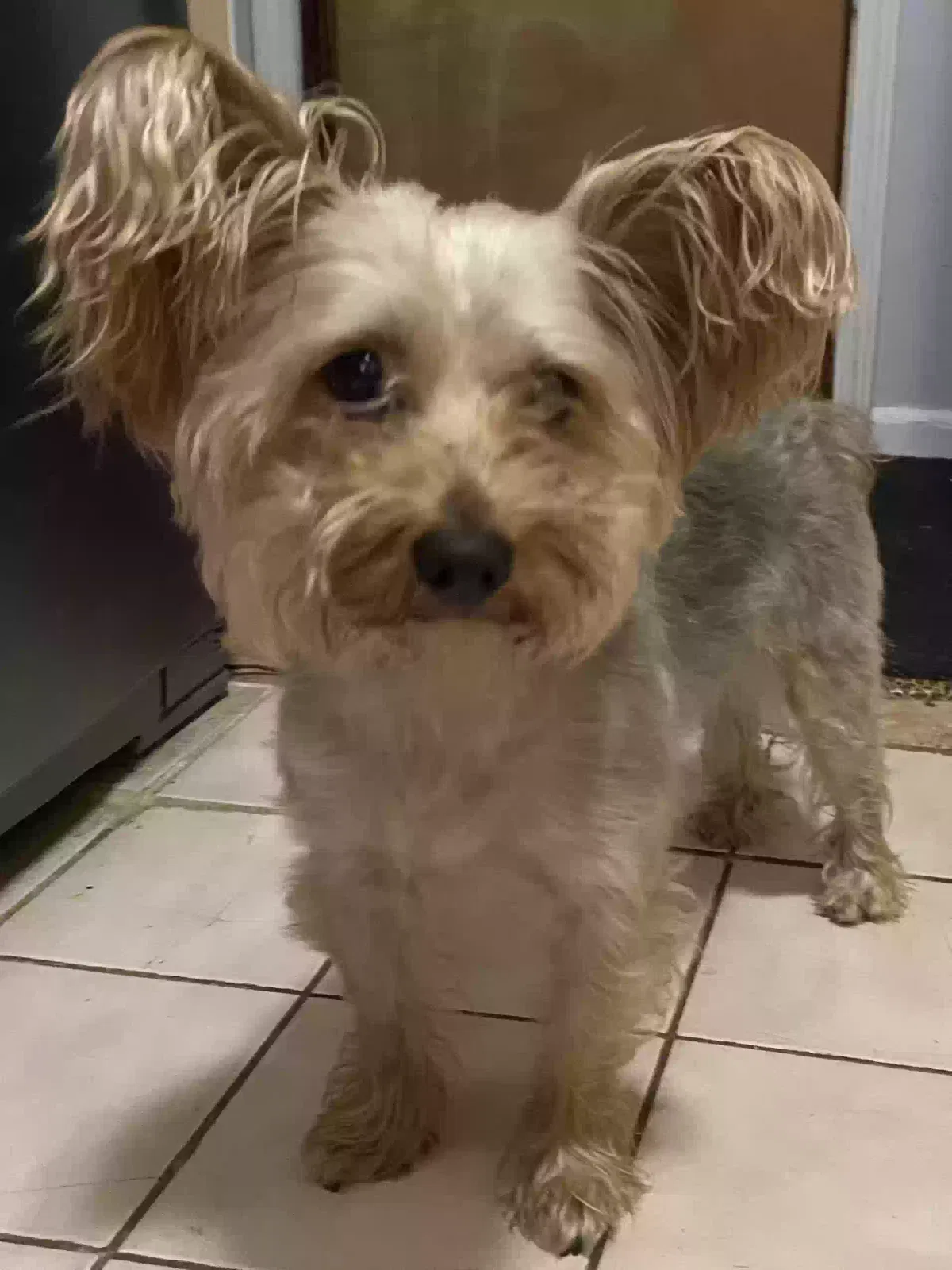 Lost dog in Detroit, MI, 48219