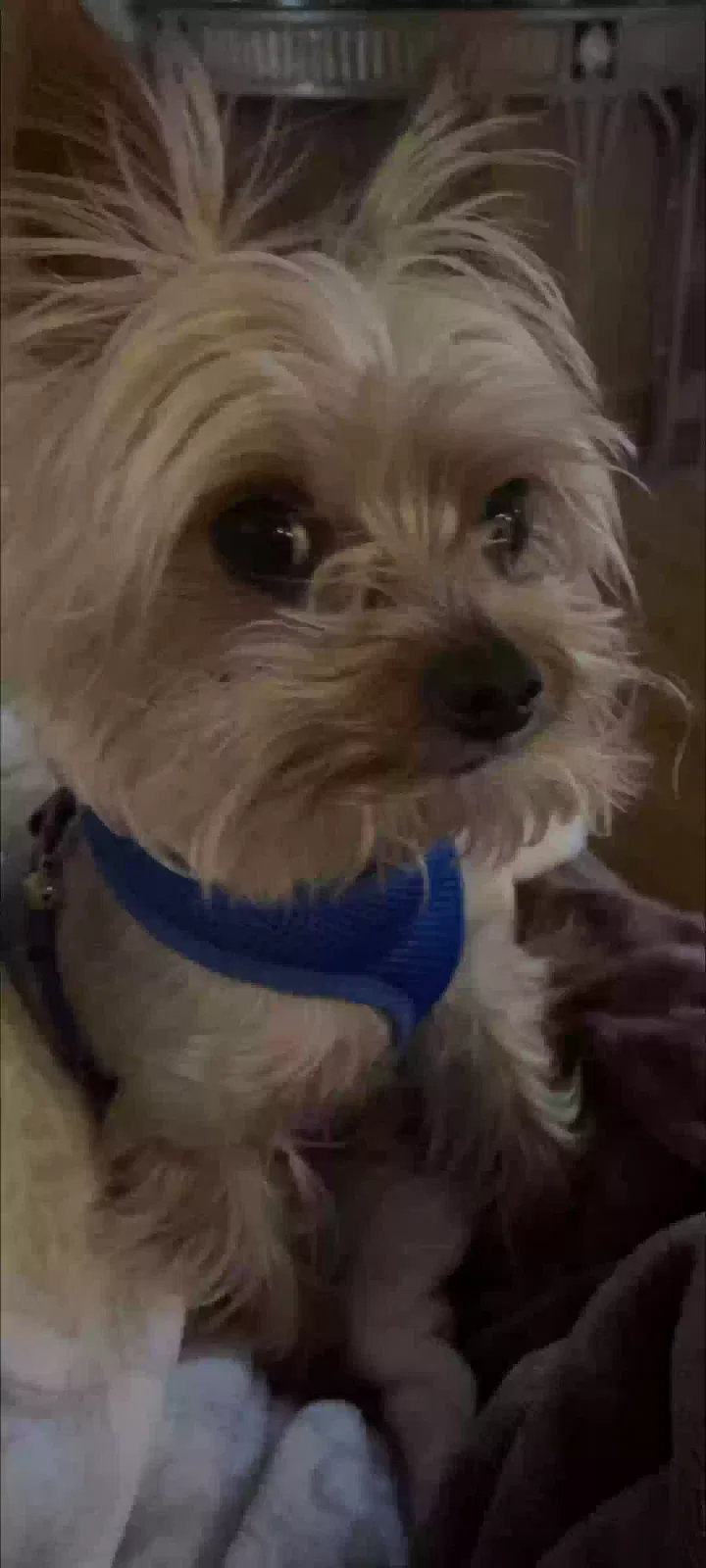 Lost dog in Yucaipa, CA, 92399