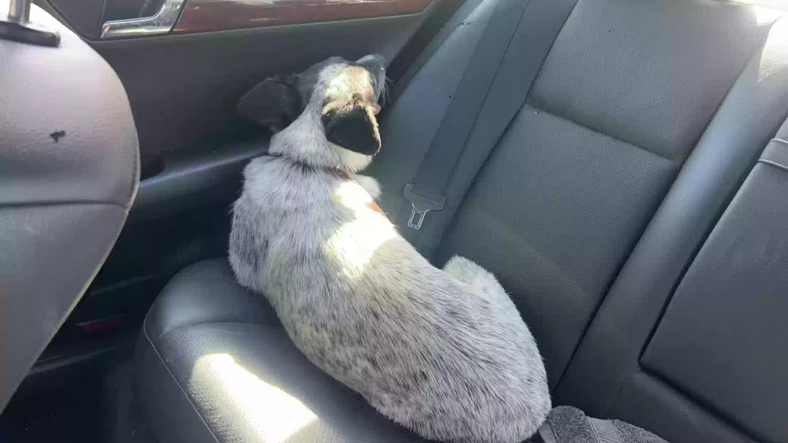 Found dog in Lockeford, CA, 95237