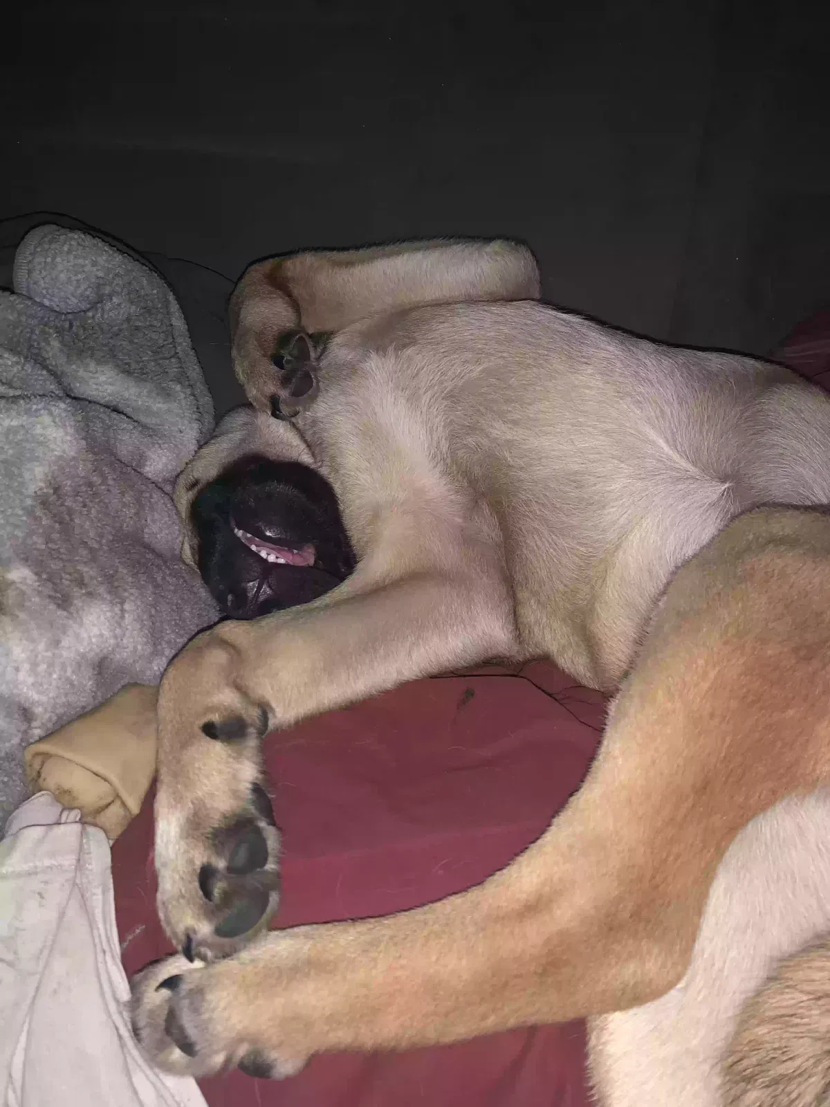 Lost dog in Ocean Shores, WA, 98569