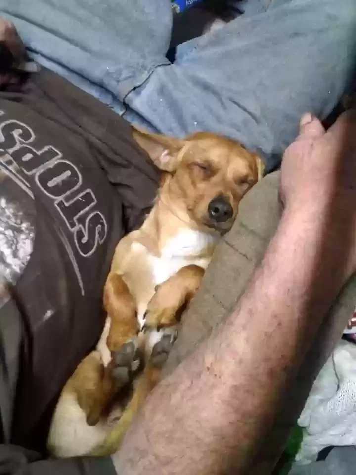 Lost dog in Pelion, SC, 29123