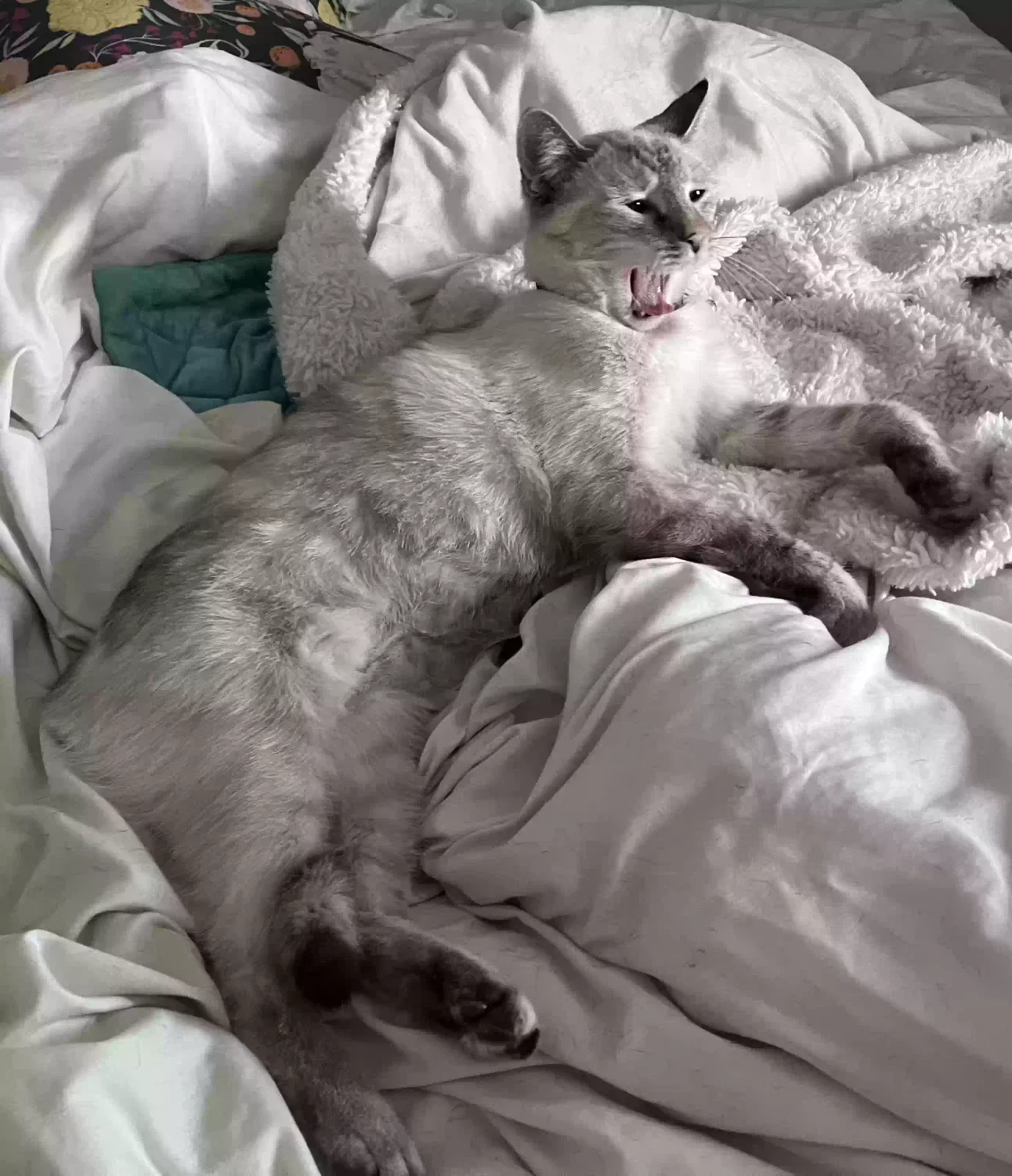 Lost cat in Glendale, AZ, 85304