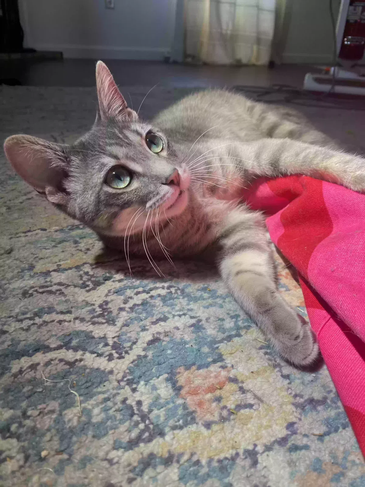 Lost cat in Glen Carbon, IL, 62034