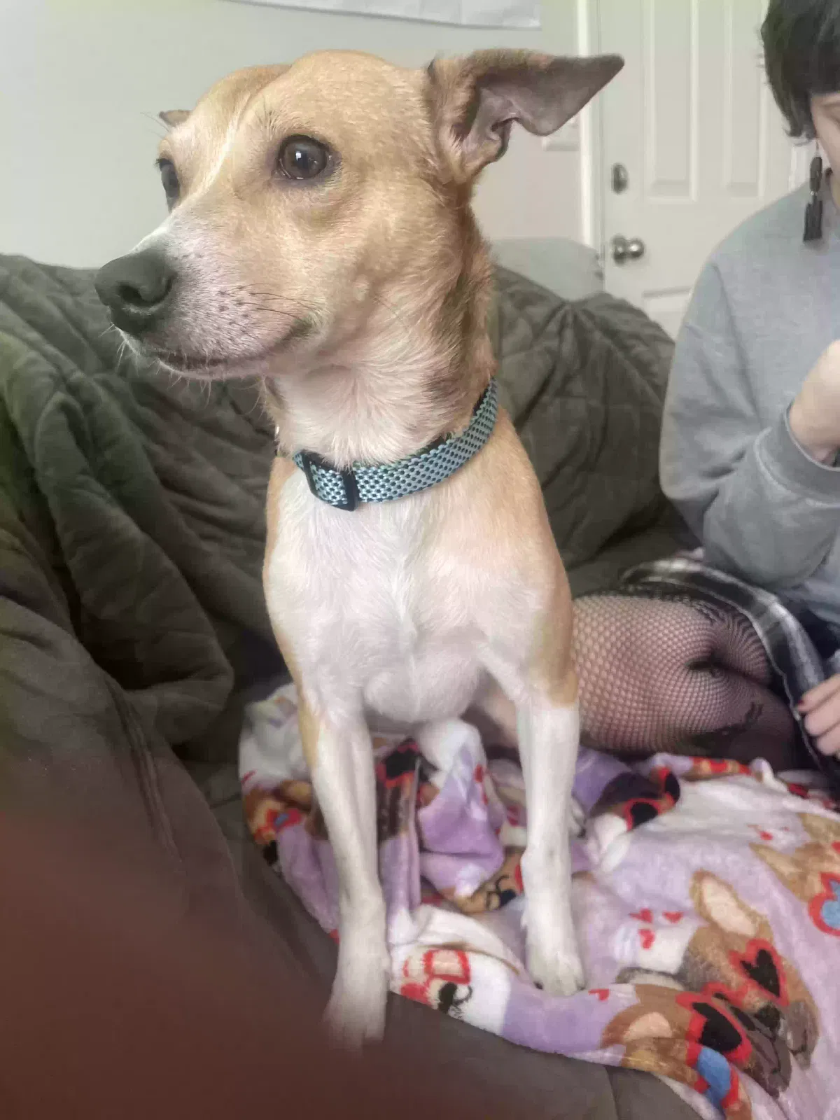 Found dog in Murfreesboro, TN, 37130