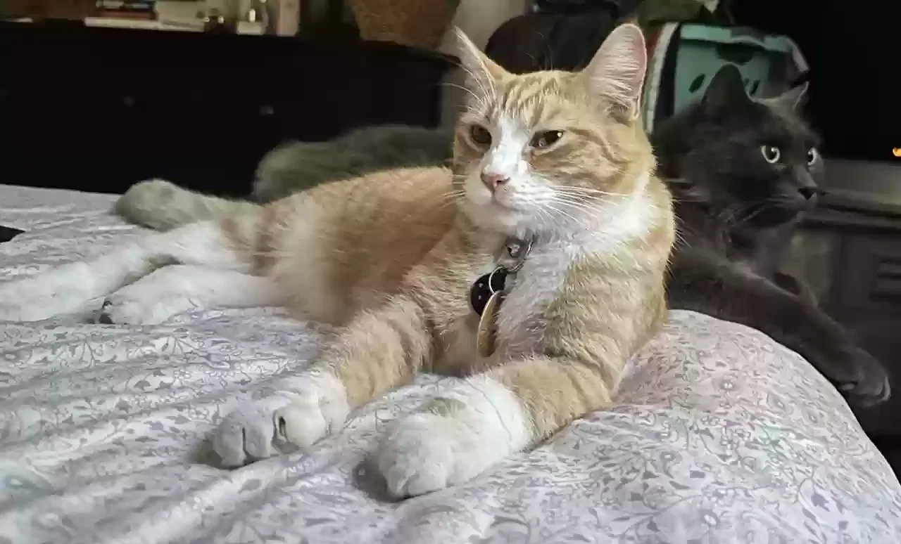 Lost cat in Portland, OR, 97224