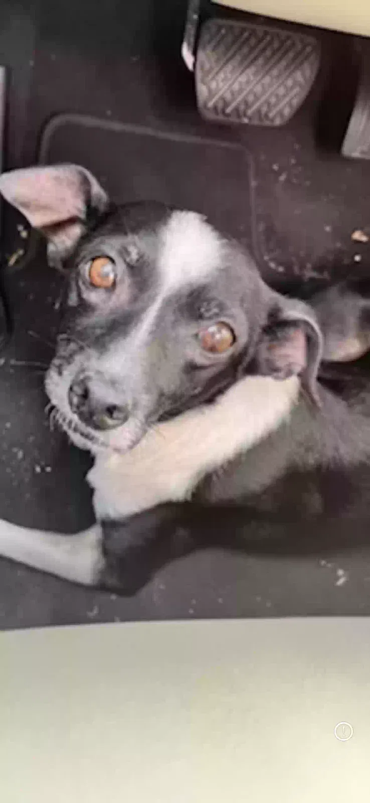 Lost dog in Chula Vista, CA, 91910