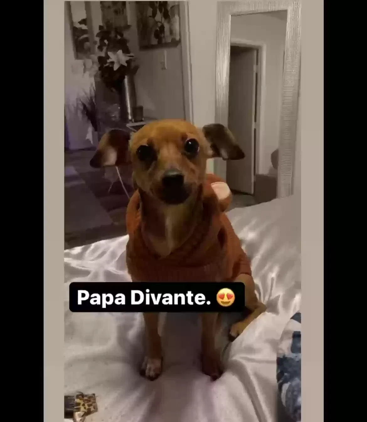 Lost dog in Las Vegas, NV, 89122