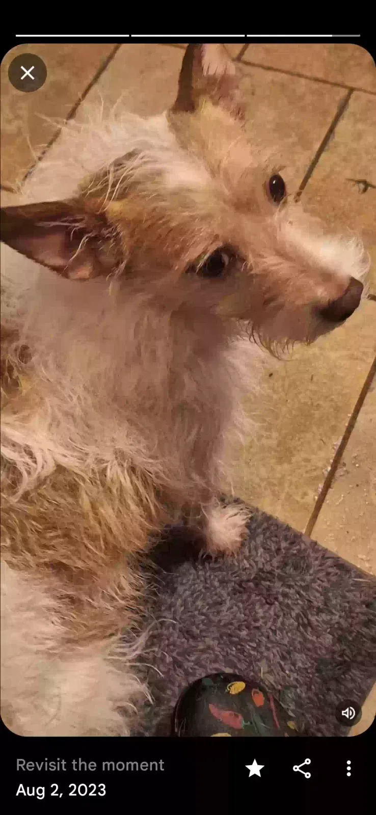 Lost dog in Ooltewah, TN, 37363