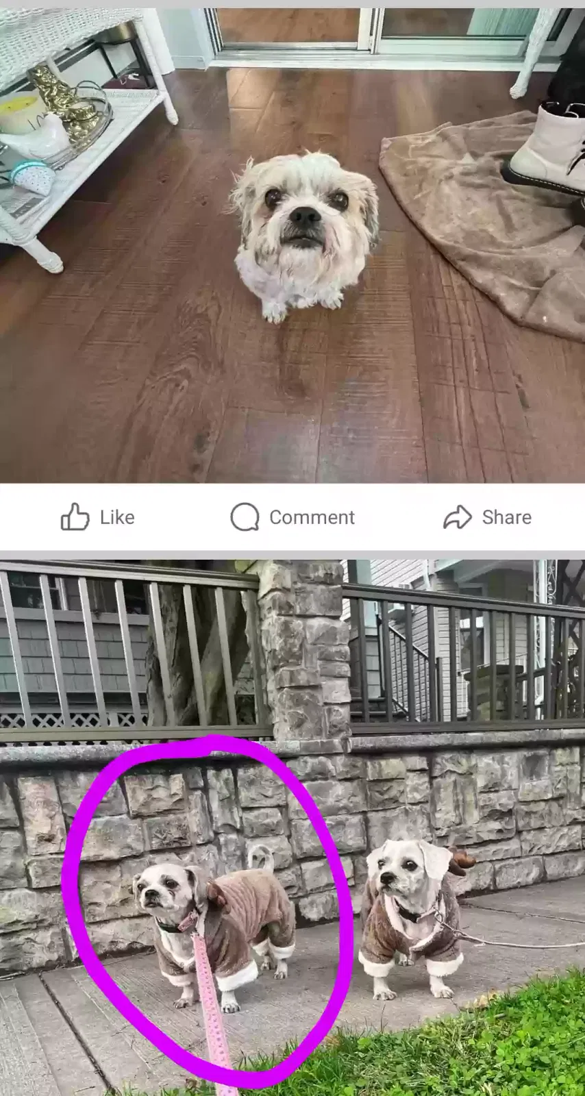 Lost dog in Staten Island, NY, 10302