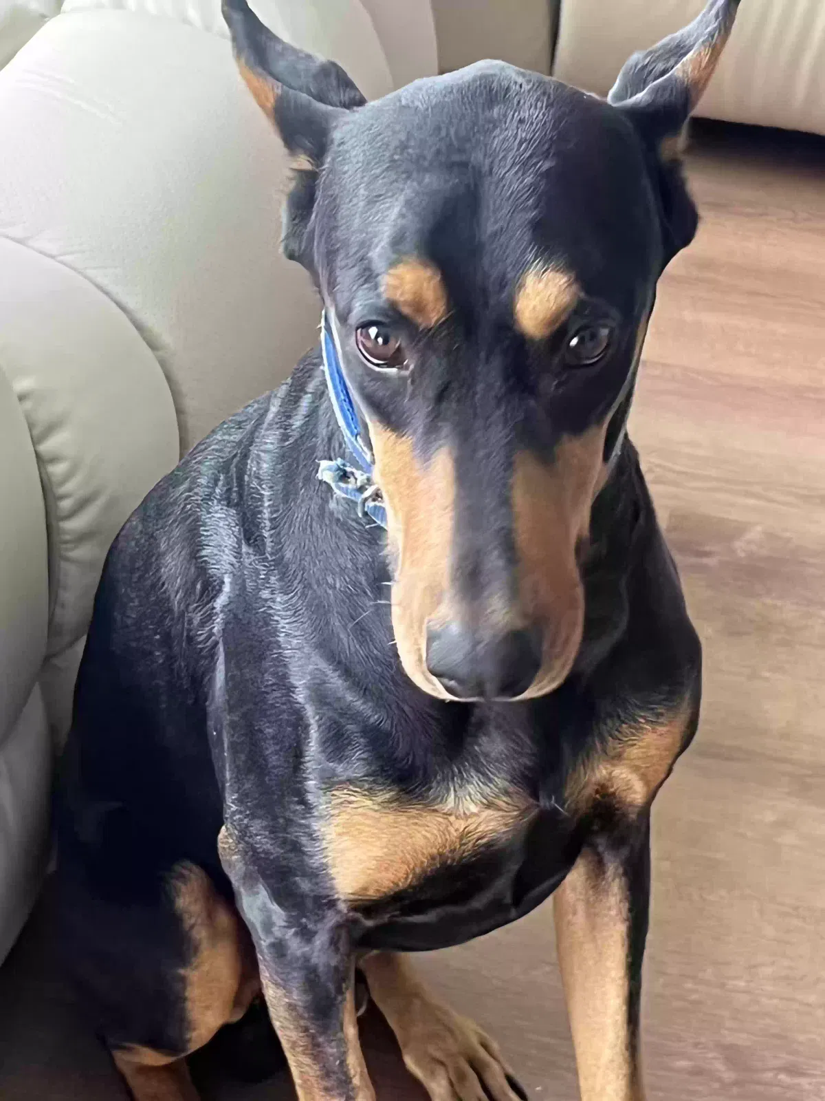 Lost dog in Los Angeles, CA, 90018