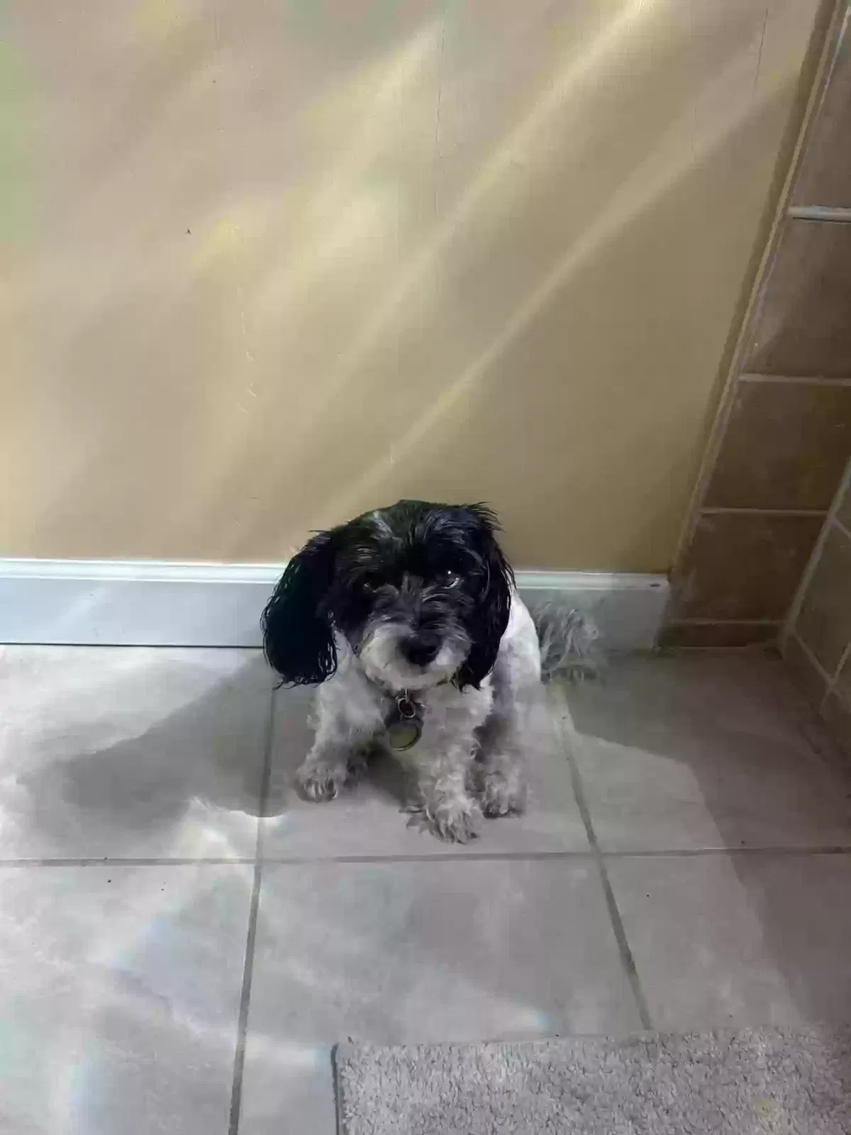 Lost dog in Minneapolis, MN, 55411