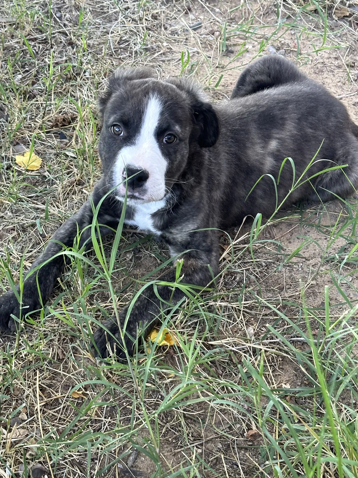 Lost dog in Albuquerque, NM, 87105