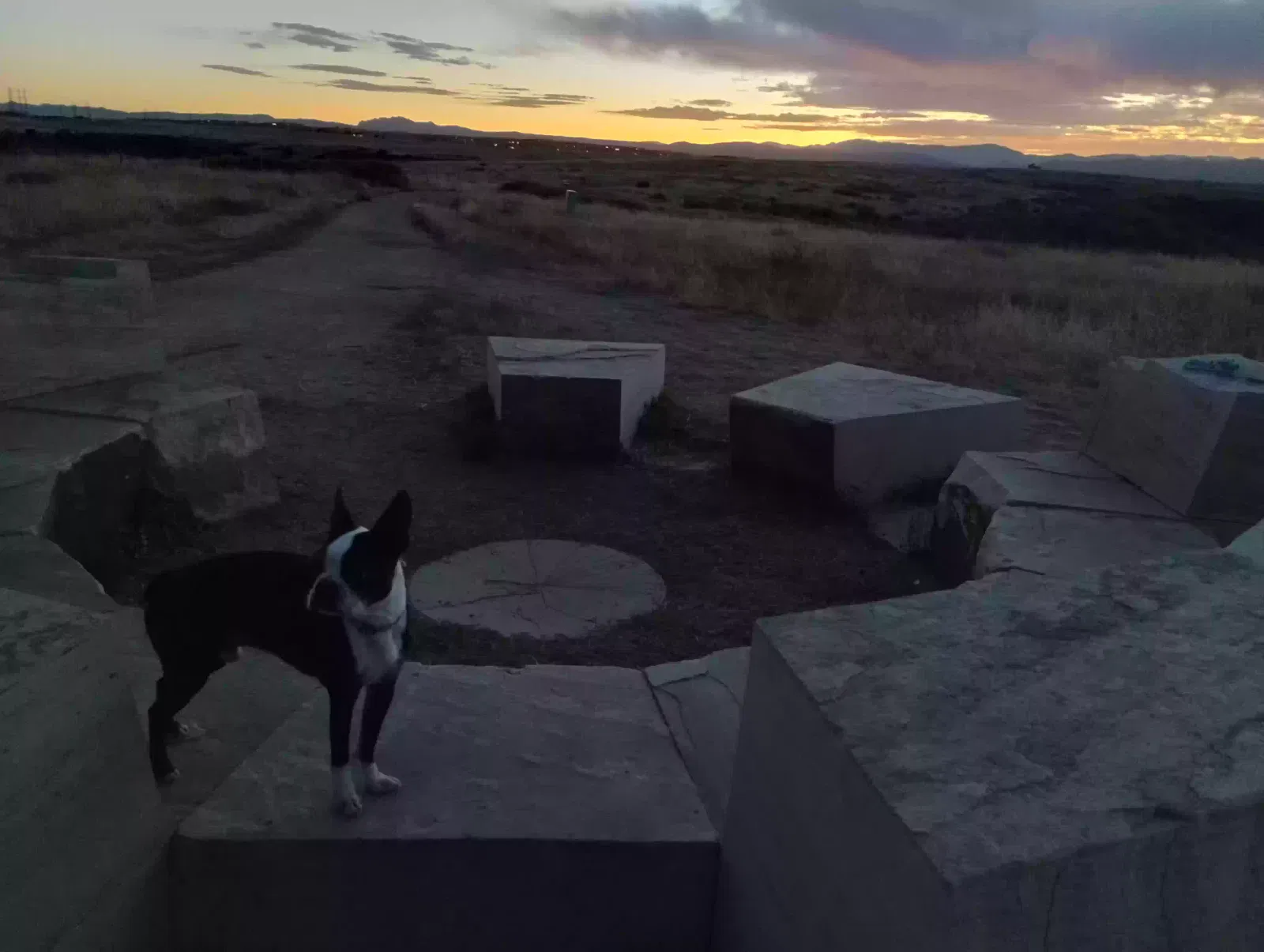 Lost dog in Lone Tree, CO, 80124