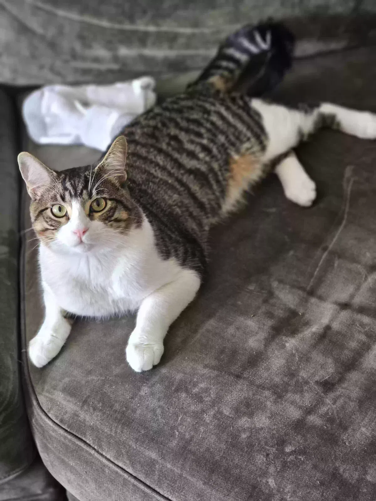 Lost cat in Gresham, OR, 97030