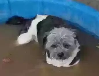 Lost dog in Azle, TX, 76020