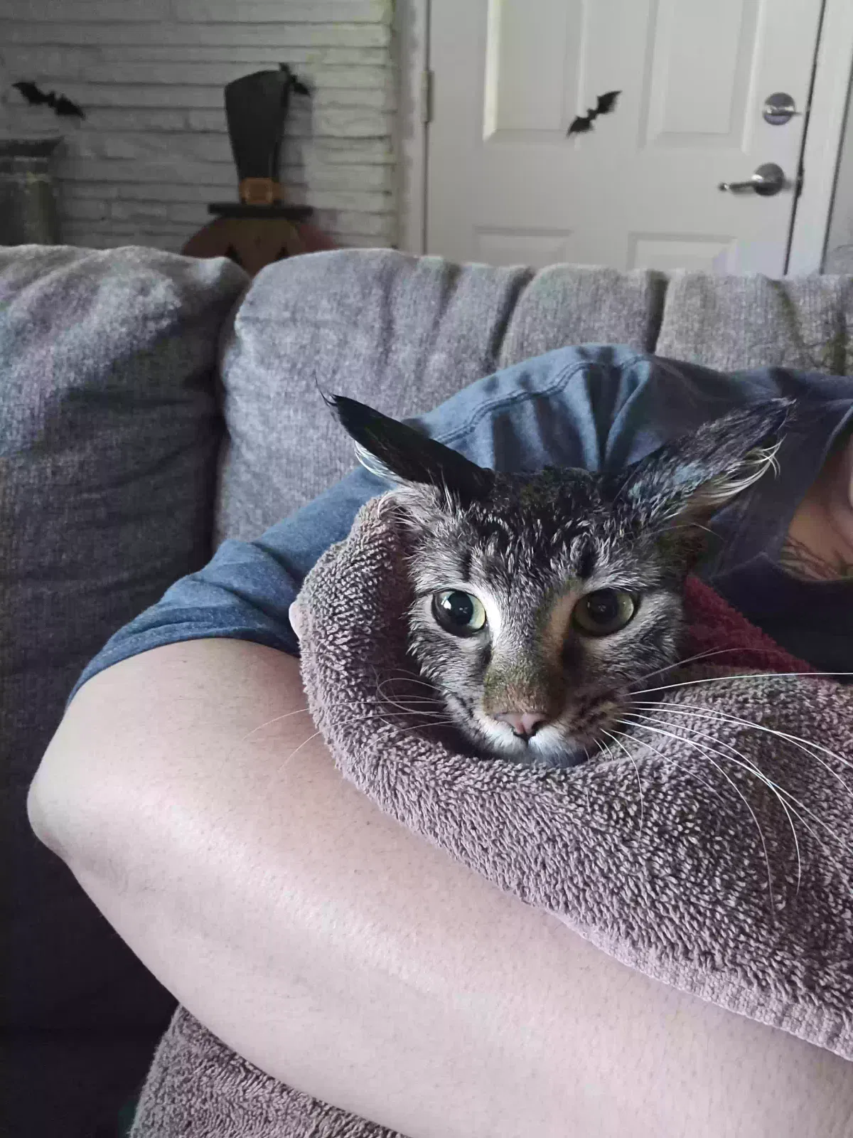 Lost cat in Tucson, AZ, 85757