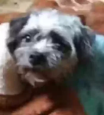Lost dog in Azle, TX, 76020
