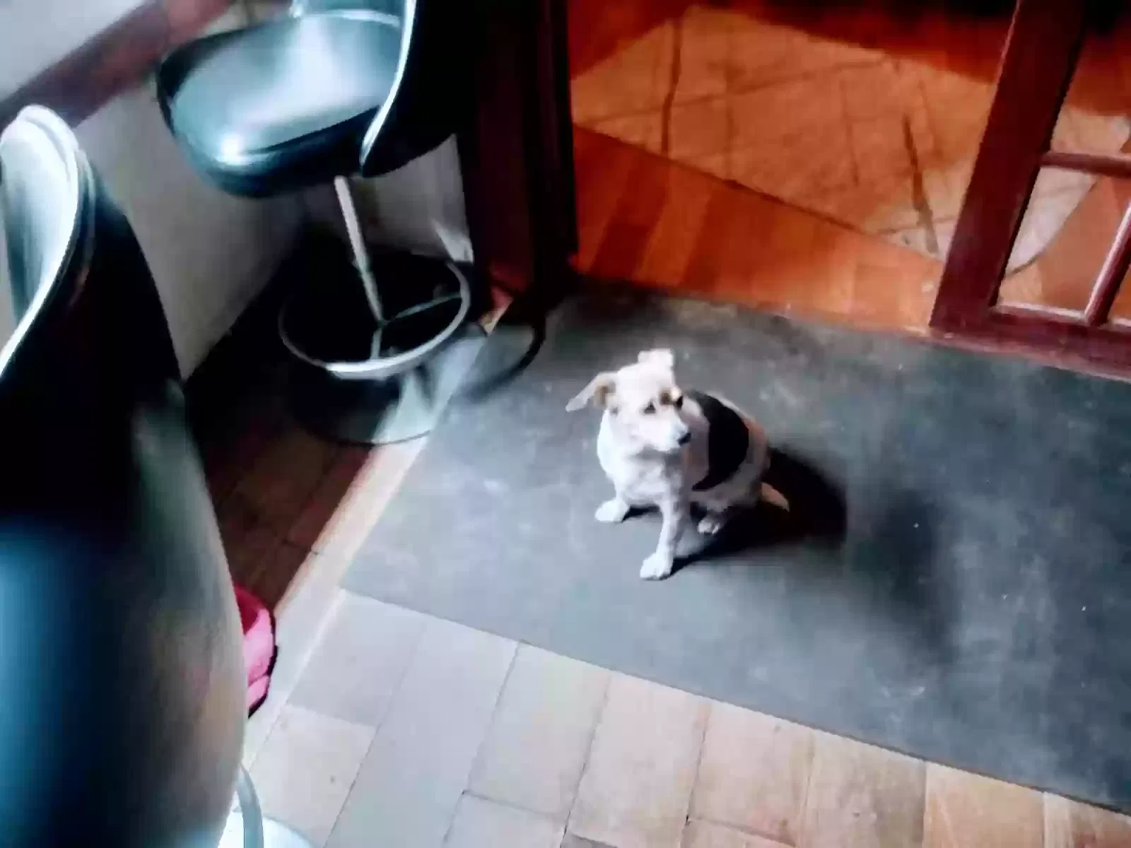 Lost dog in Phenix City, AL, 36869