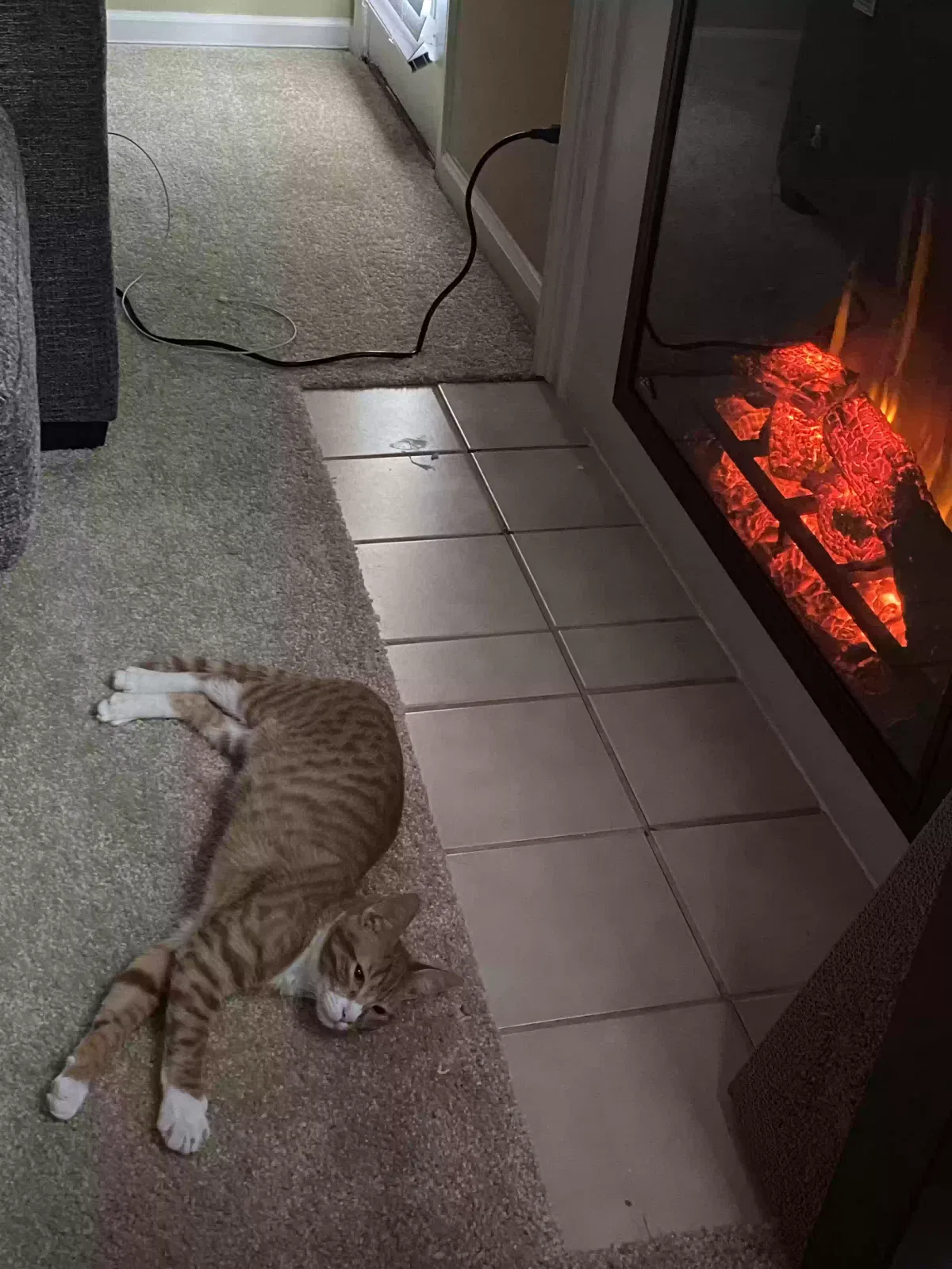 Lost cat in Tallahassee, FL, 32301