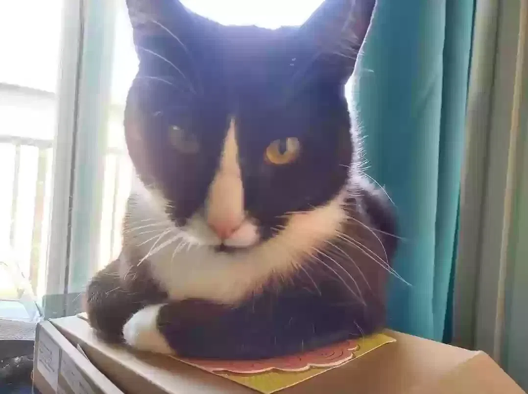 Lost cat in Rancho Cordova, CA, 95670