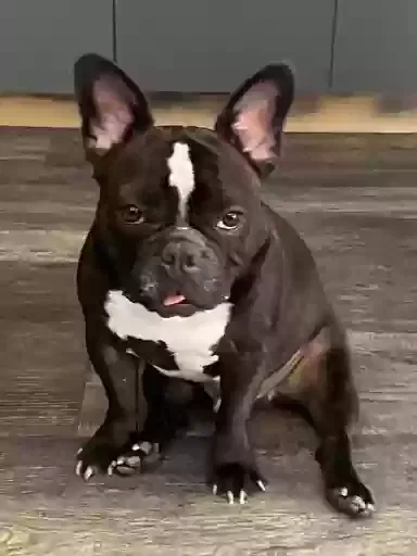 Lost dog in Miami, FL, 33127