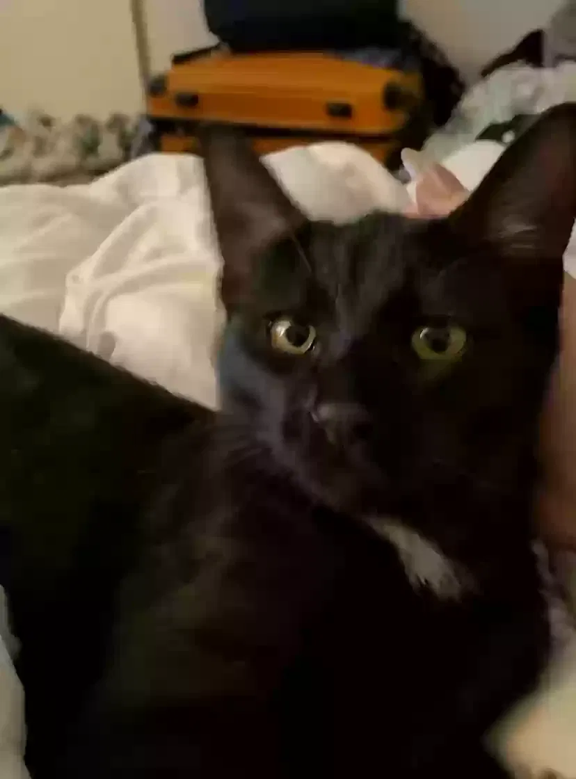 Lost cat in Escondido, CA, 92025