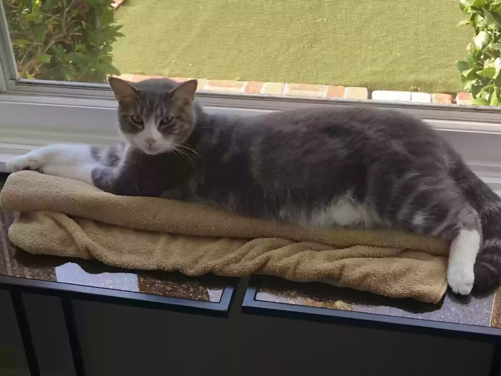 Lost cat in San Diego, CA, 92109