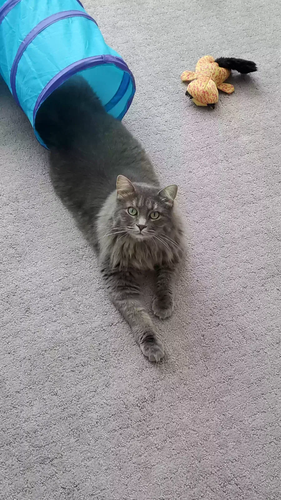 Lost cat in Midvale, UT, 84047