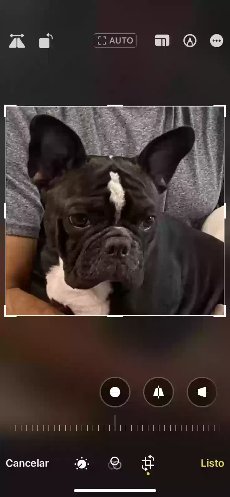 Lost dog in Miami, FL, 33127