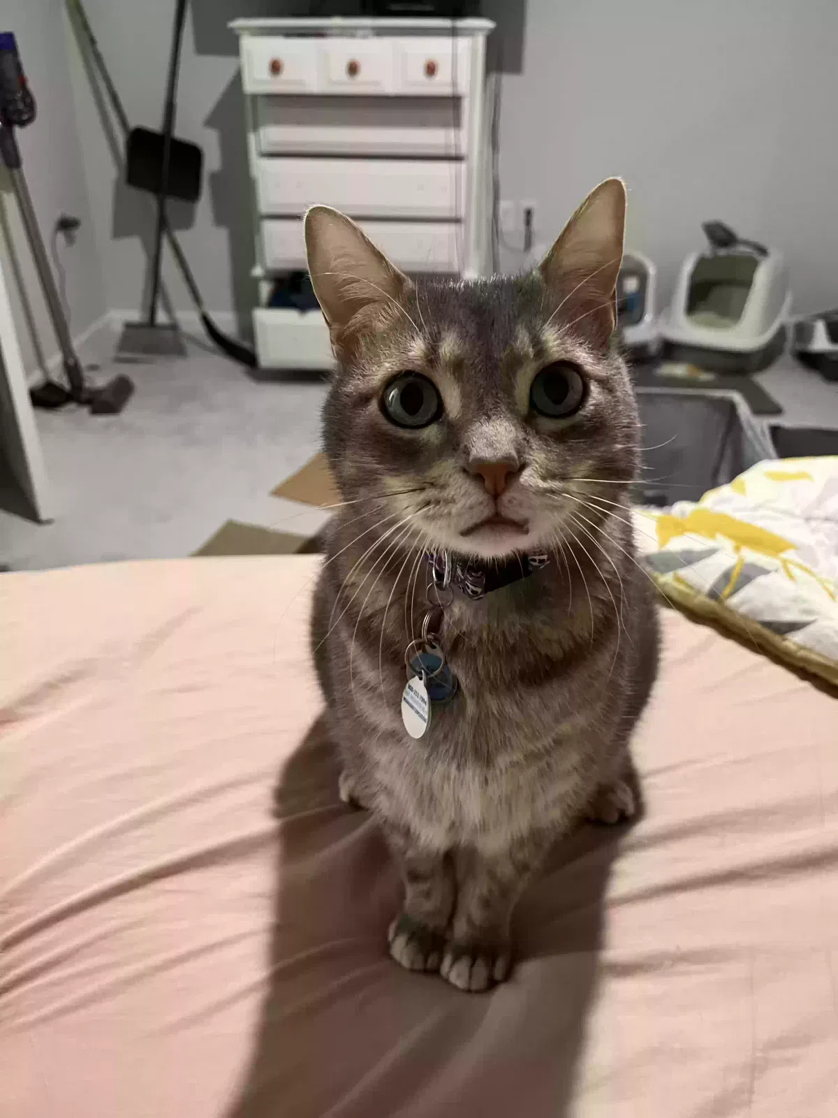 Lost cat in Raleigh, NC, 27610