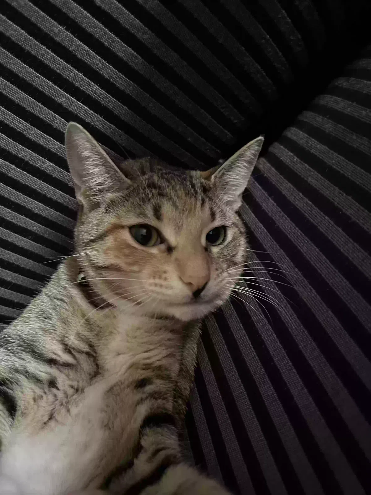 Lost cat in Spanaway, WA, 98387