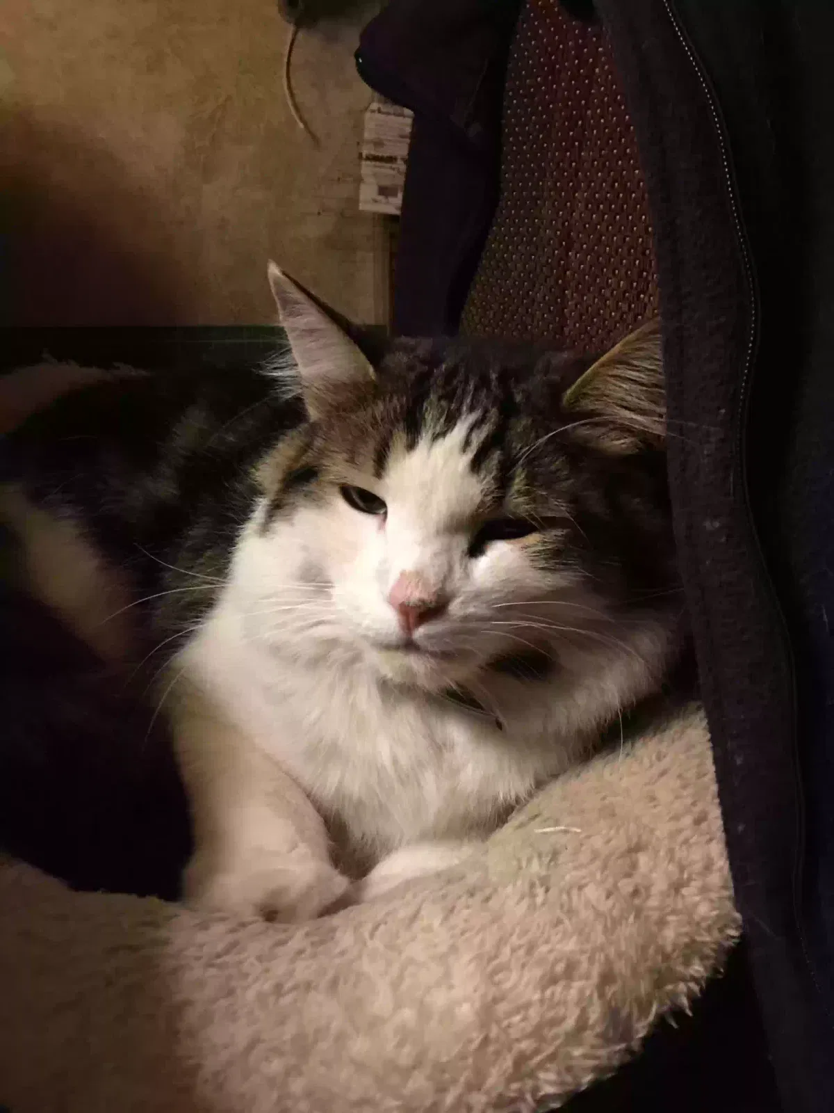 Lost cat in Longview, WA, 98632