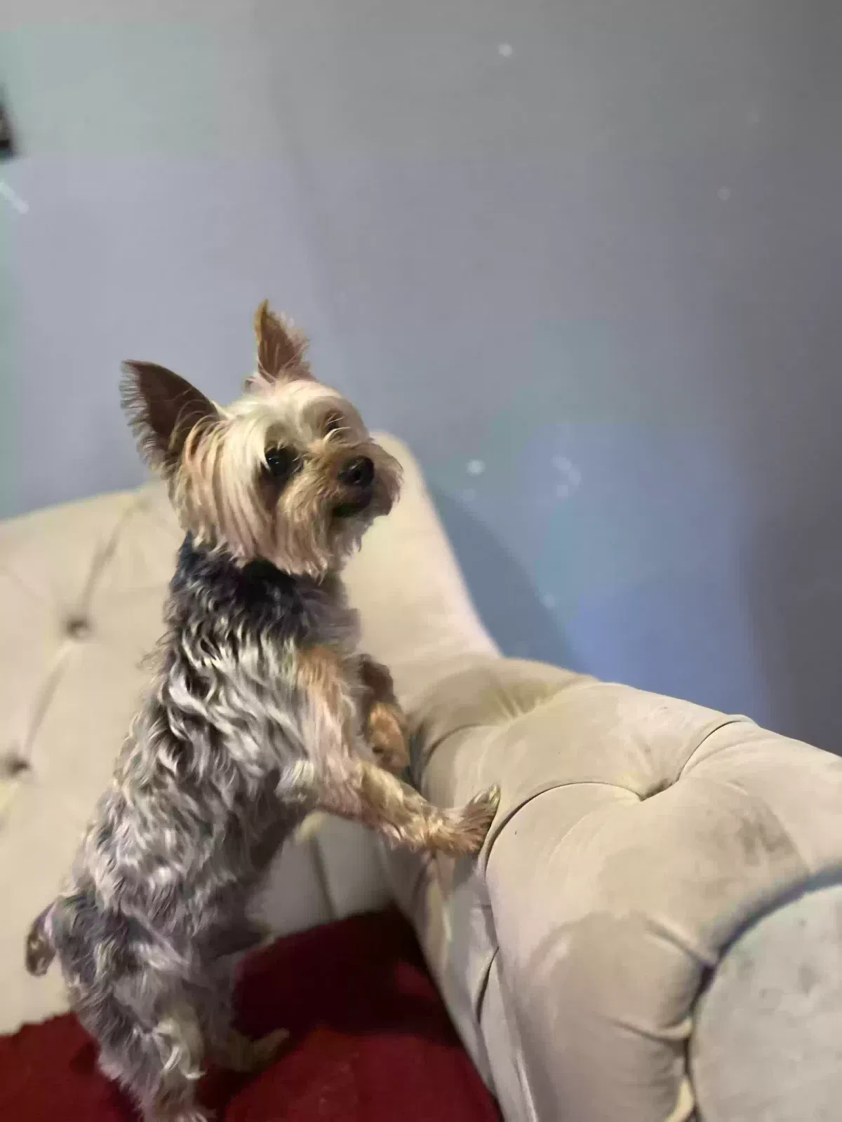 Lost dog in Garland, TX, 75044
