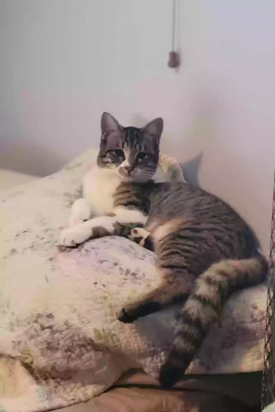 Lost cat in Deltona, FL, 32725