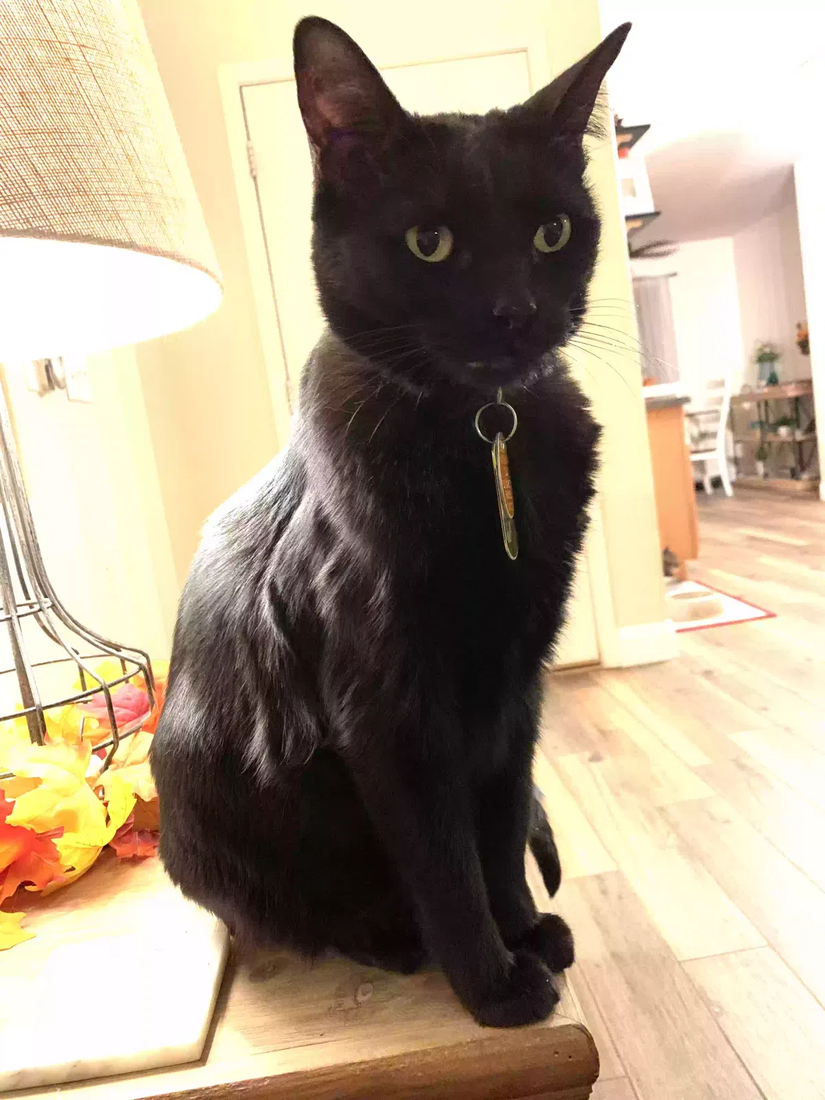 Lost cat in Surprise, AZ, 85379
