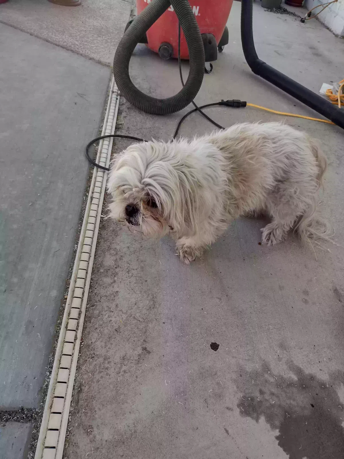 Found dog in Las Vegas, NV, 89120