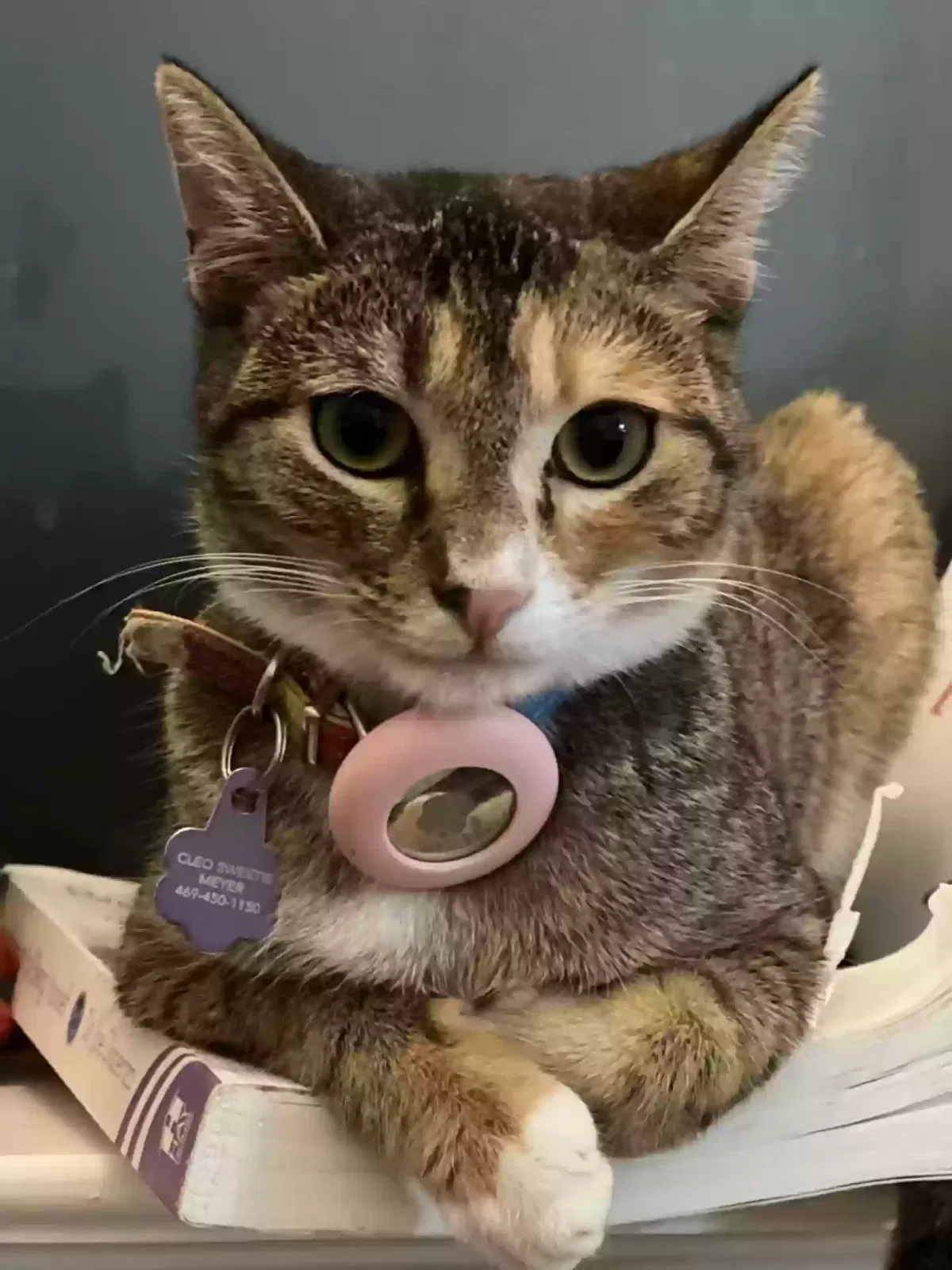 Lost cat in Southlake, TX, 76092