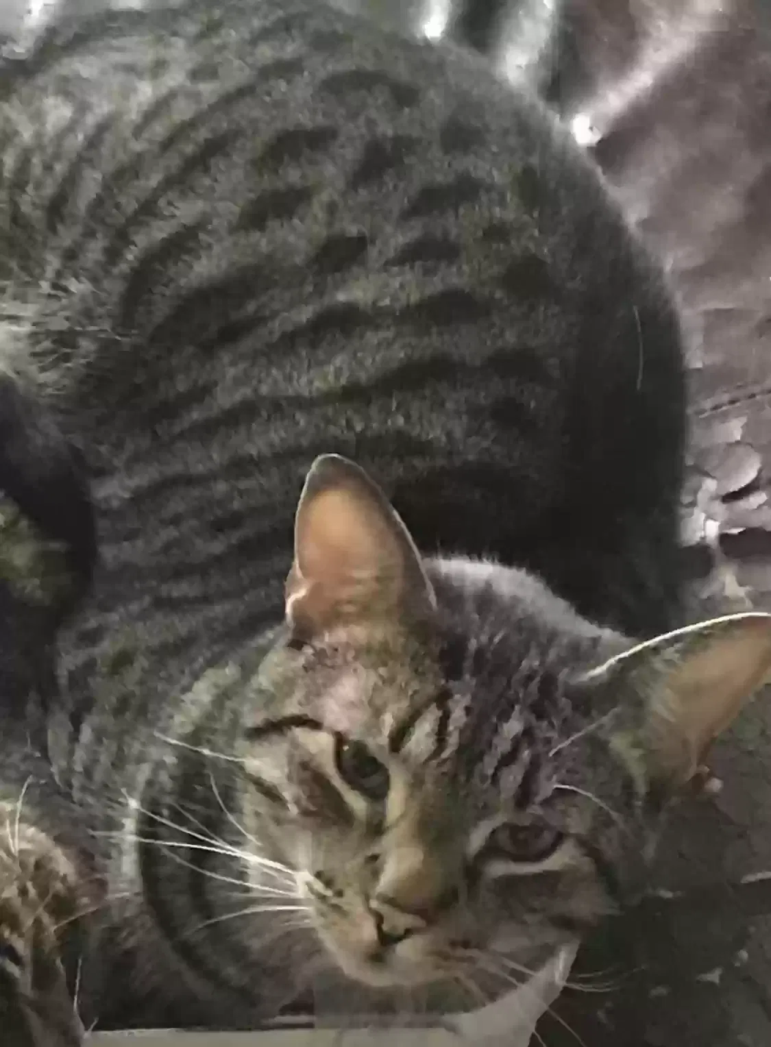 Lost cat in Butler, PA, 16001